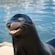 A sea lion smiling with its eyes closed on a dock
